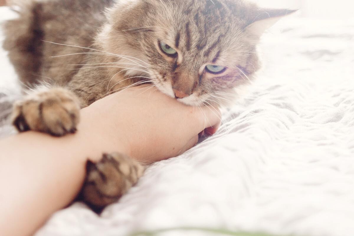 Il Mio Gatto Scodinzola Quando Lo Accarezzo